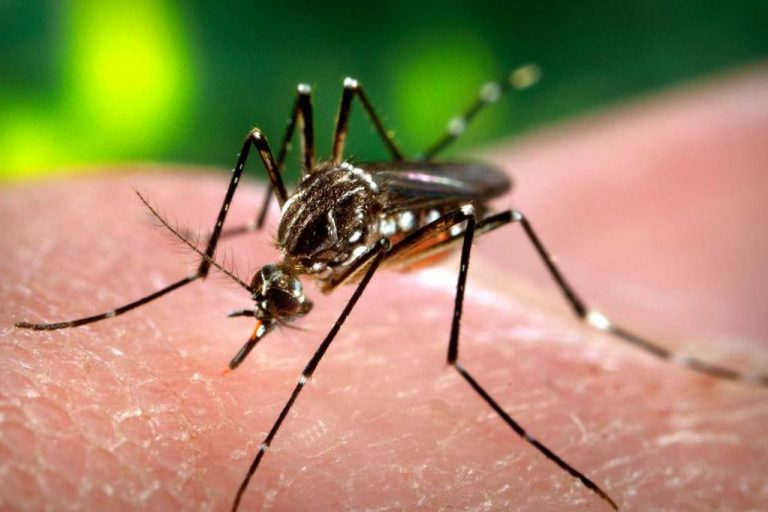Una vacuna candidata contra el dengue evitó 83% de hospitalizaciones en Fase III, según farmacéutica