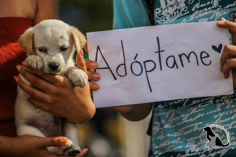 Huerta Grande: cómo será la primera Feria de Adopción de Mascotas