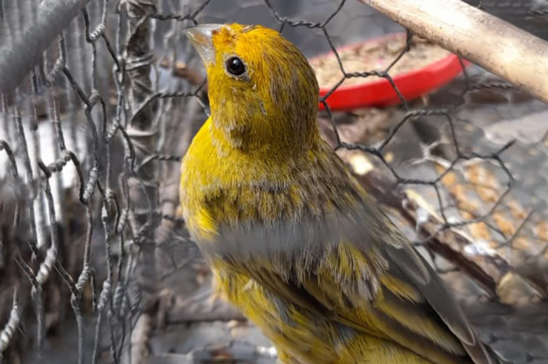 La Policía Ambiental rescató 51 aves en Río Ceballos, El Chacho y El Brete.