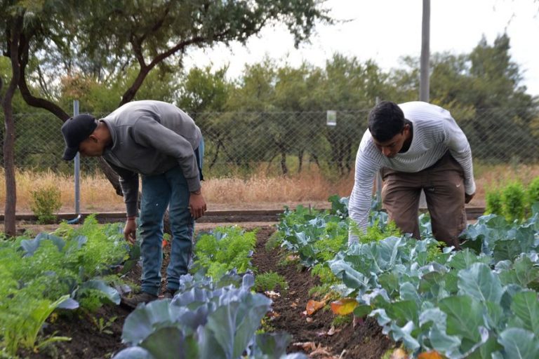 Villa de Soto sustentable: ofrecen verduras y hortalizas gratuitas