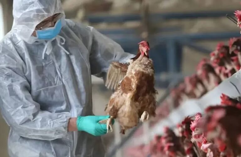 Gripe aviar: sacrifican 13 mil gallinas Entre Ríos, la mayor provincia productora, y extreman los controles