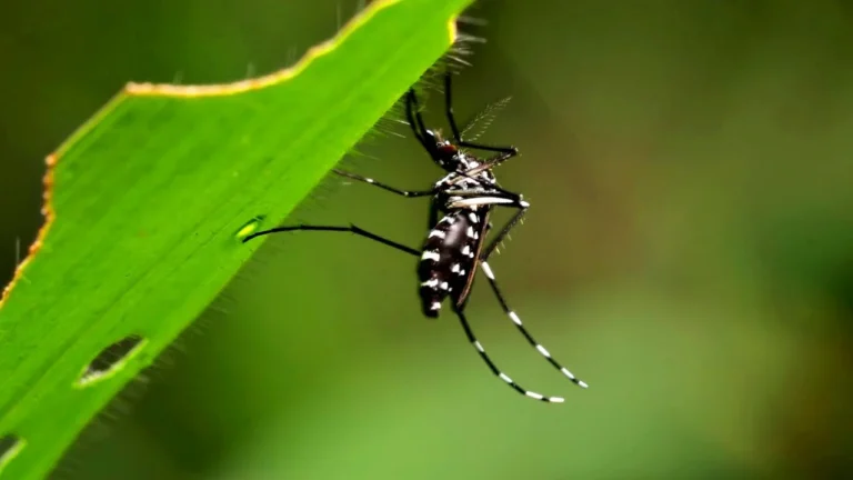 El impacto del frío en la circulación de mosquitos: qué se aconseja hacer con este tiempo