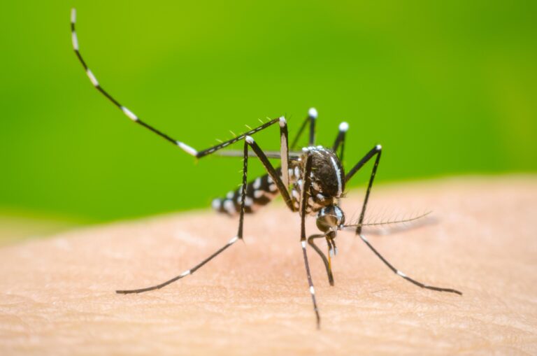 Dengue: durante la temporada, Argentina ya acumula 333 mil casos y 238 muertes