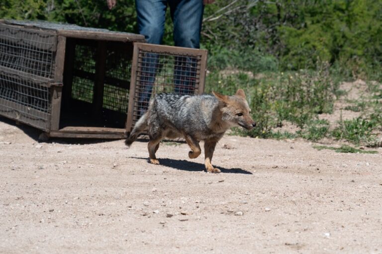 Colanchanga: más ejemplares silvestres que regresan a la la naturaleza