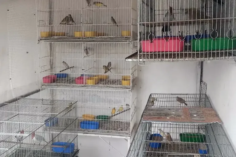 Rescataron 70 aves silvestres en Villa Parque Santa Ana y las trasladaron a Tatú Carreta