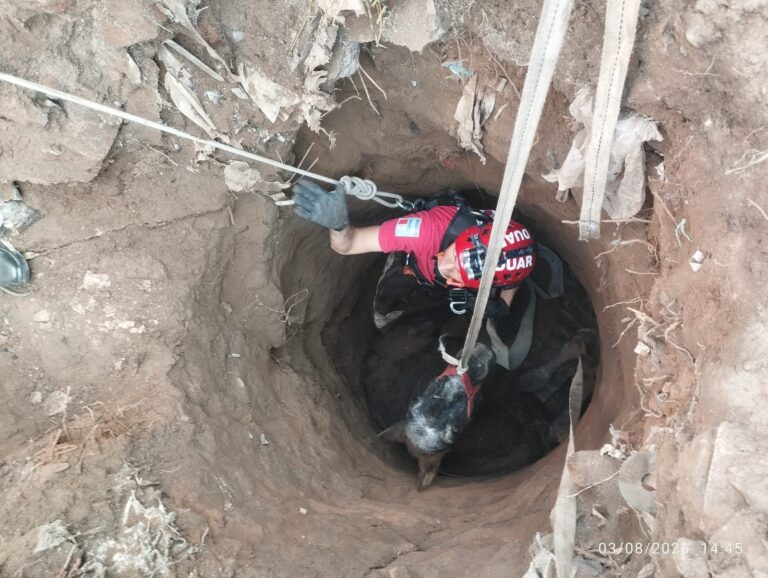 DUAR rescató a un caballo que cayó a un pozo ciego de cinco metros en Cruz del Eje