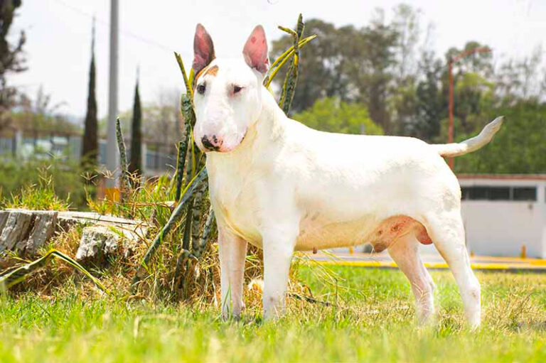 Un nene de 3 años sufrió una grave herida en la cara tras ser atacado por un perro en Córdoba
