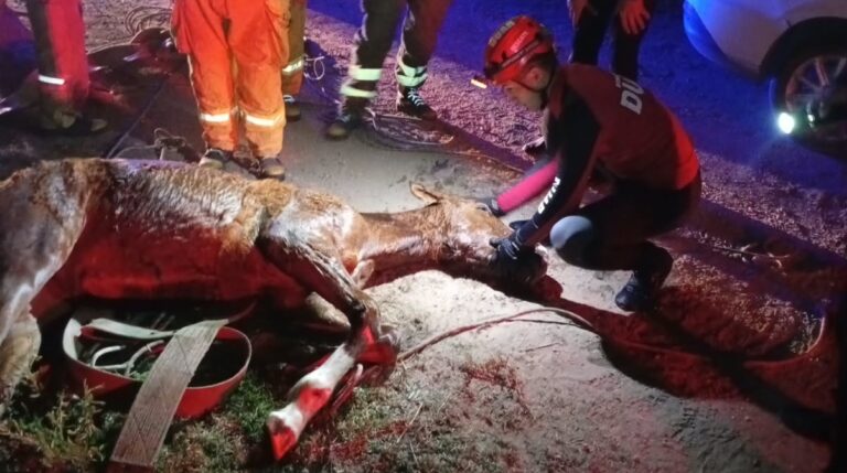 Cruz del Eje: rescataron a un potrillo que cayó a un canal de riego